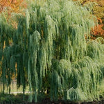 Salix Wisconsin Weeping Willow Tree